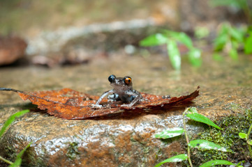 Common frog macro, portrait in its environment. Thailand