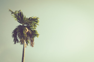 Copy space of tropical palm tree on sky background.