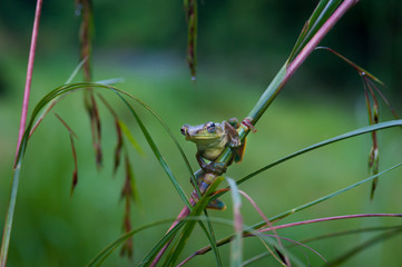 Common frog macro, portrait in its environment. Thailand