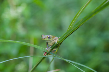 Common frog macro, portrait in its environment. Thailand