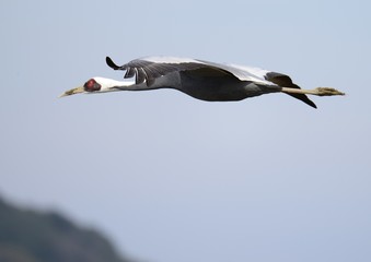 出水市で越冬する鶴