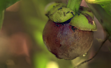 mangosteen on tree