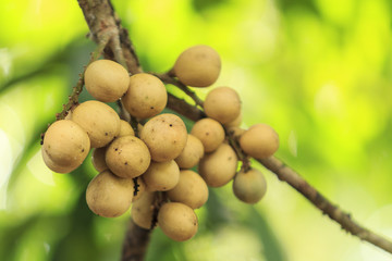 Bunch of long kong fruit on tree