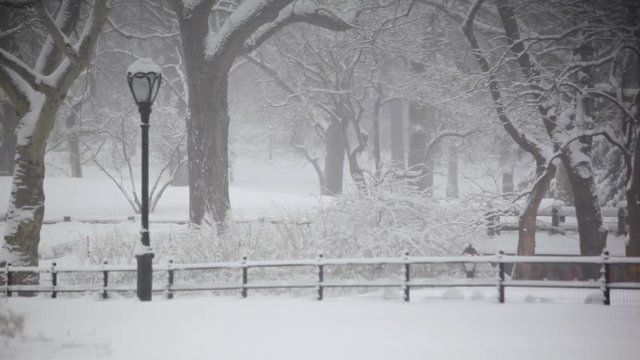 Snow In New York Central Park