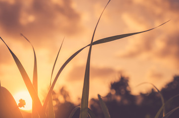 Grass flower in sunset and bokeh sun light abstract background.