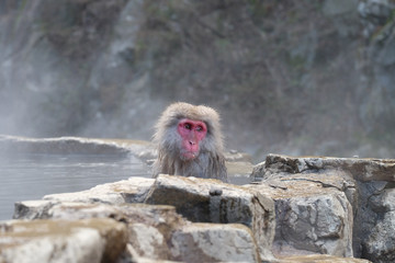 Fototapeta premium 温泉に入る猿 地獄谷野猿公苑