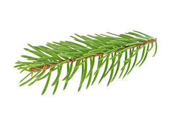 Closeup of Fir tree branch isolated on white background