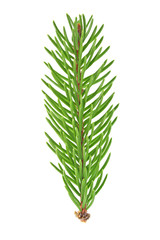 Closeup of Fir tree branch isolated on white background