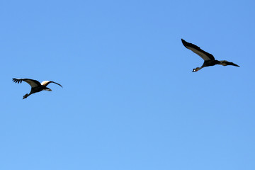 Crowned Crane Flying - Ngorongoro Crater, Tanzania, Africa
