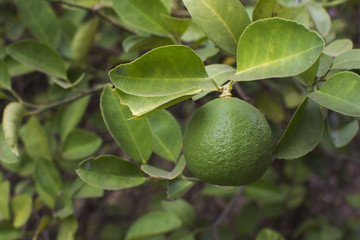 Lime green tree hanging from the branches.