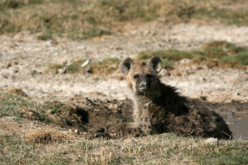 Hyena - Ngorongoro Crater, Tanzania, Africa