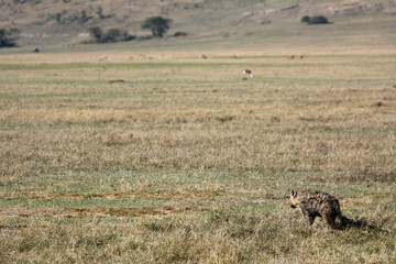 Hyena - Ngorongoro Crater, Tanzania, Africa