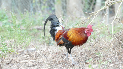 Fototapeta premium Colorful rooster
