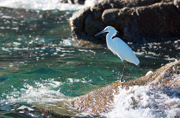 White Egret on Pelikan rock at Cabo San Lucas Baja Mexico BCS