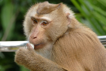 Fototapeta premium Thai Macaque monkey