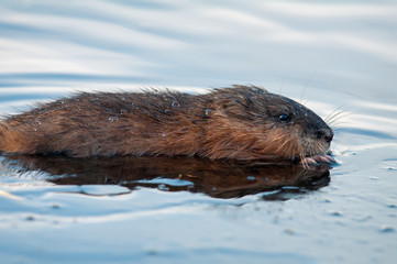 Muskrat portrait in the ice cold water