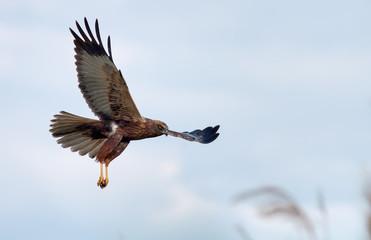 Western Marsh harrier in slow flight