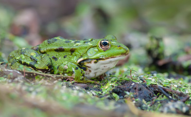 Marsh frog laying on a shore