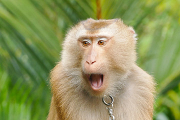 Obraz premium Thai Macaque monkey