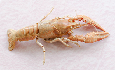 Crayfish