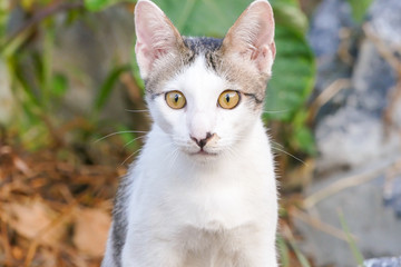 Thai Cat