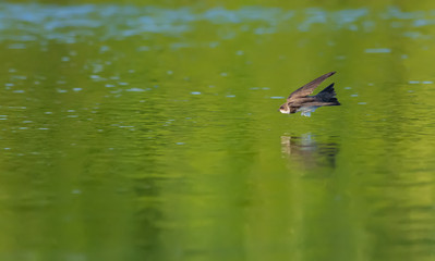 Sand martin flying over the water edge