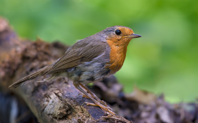 European robin posing on a lichen perch	