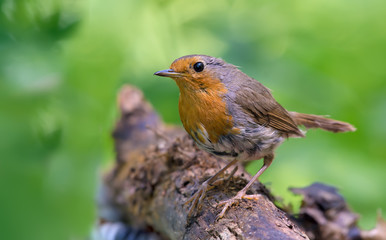 European robin posing on a dry stick