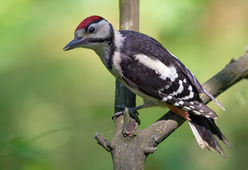 Young Great spotted woodpecker posing on a dry little branch