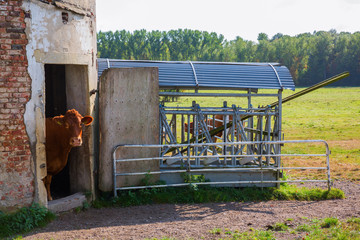 Fototapeta na wymiar cow looking out of a cattle shed