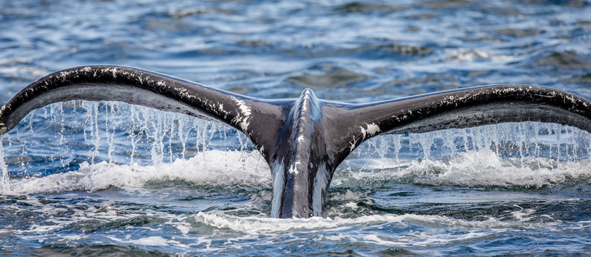 Tail humpback whale above the water surface closeup. Chatham Strait area. Alaska. USA. An excellent illustration.