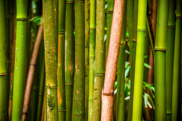 Bamboo forrest at Haleakala National Park on Maui