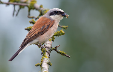 Red-backed shrike with a prey in the beak