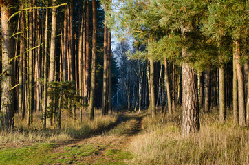 path from a sunny meadow into the dark of the forest during a beautiful early winter sunset