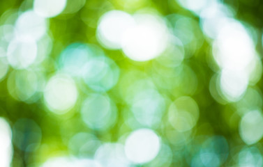Obraz premium Green blurred background and sunlight