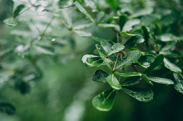 Rainy day and environment concept. Rain drops on nature green leaf.