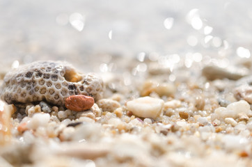 Dried coral and sea shells on sand beach texture background.