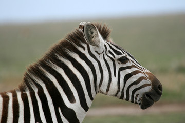 Fototapeta na wymiar Zebra - Serengeti Safari, Tanzania, Africa