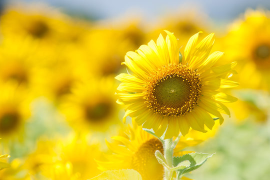 Sunflower fields in season