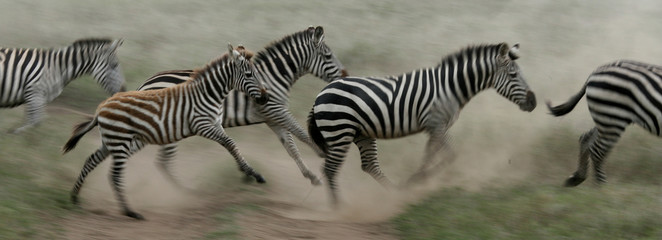 Fototapeta na wymiar Zebra Running - Serengeti Safari, Tanzania, Africa