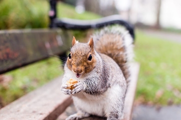 Squirrel Eating Nuts On A Bench