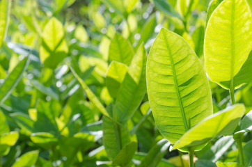 Copy space of nature green leaf abstract texture background.