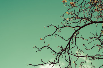 Autumn nature silhouette tree branch on blue sky abstract background.