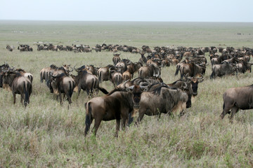 Naklejka na ściany i meble Wildebeest - Serengeti Safari, Tanzania, Africa