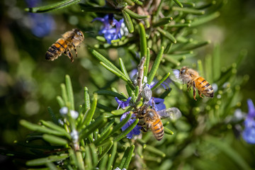 Honey bees in a field of Lavender on Maui