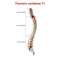 Thoracic vertebrae T1