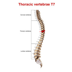 Thoracic vertebrae T7