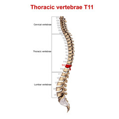 Thoracic vertebrae T11