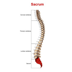 Sacrum