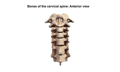 .Cervical spine_Anterior view